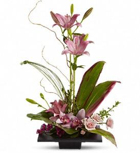Imagination Blooms with Cymbidium Orchids